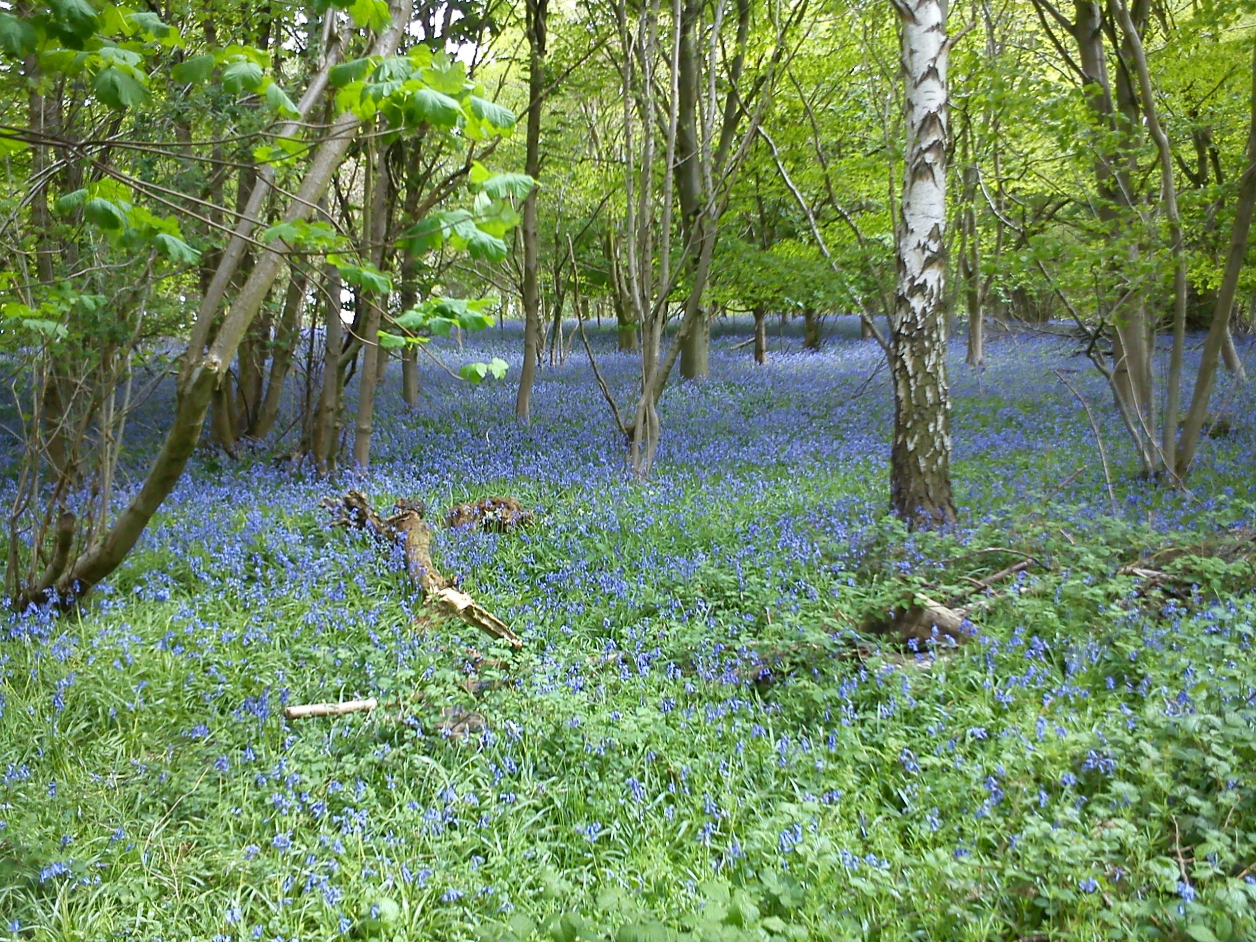 woodland